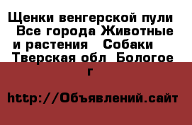 Щенки венгерской пули - Все города Животные и растения » Собаки   . Тверская обл.,Бологое г.